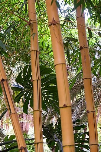 Marrakech-Morocco Tall stalks of bamboo Art Print